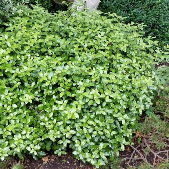 Pittosporum Midget, Pittospore - Pot de 7,5L - 40/60 cm - Image 2