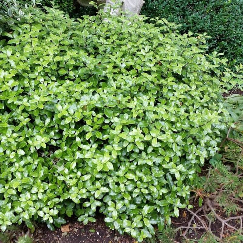 Pittosporum Midget, Pittospore - Pot de 7,5L - 40/60 cm - Image 2