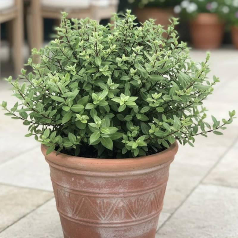 Pittosporum Midget, Pittospore - Pot de 7,5L - 40/60 cm - Image 5