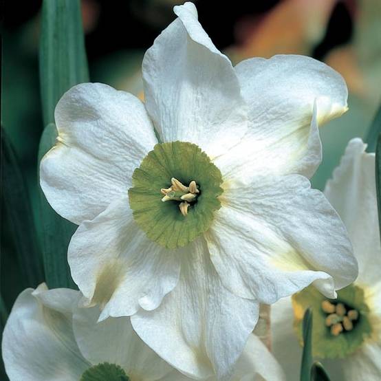 Promesse de Fleurs - Narcisse Sinopel Bulbe calibre 12+ (par 5) - Image 1