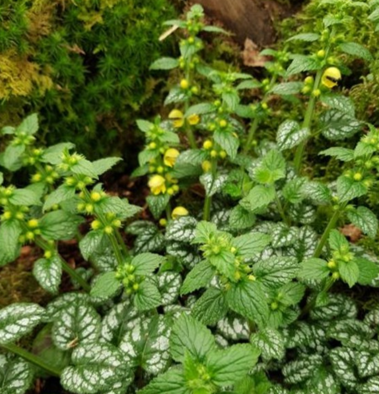 Promesse de Fleurs - Lamium ou Lamiastrum galeobdolon Kirkcudbright Dwarf - Lamier  Godet de 8/9 cm - Image 2