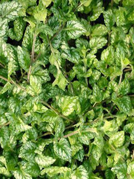 Promesse de Fleurs - Lamium ou Lamiastrum galeobdolon Kirkcudbright Dwarf - Lamier Godet de 8/9 cm - Image 1