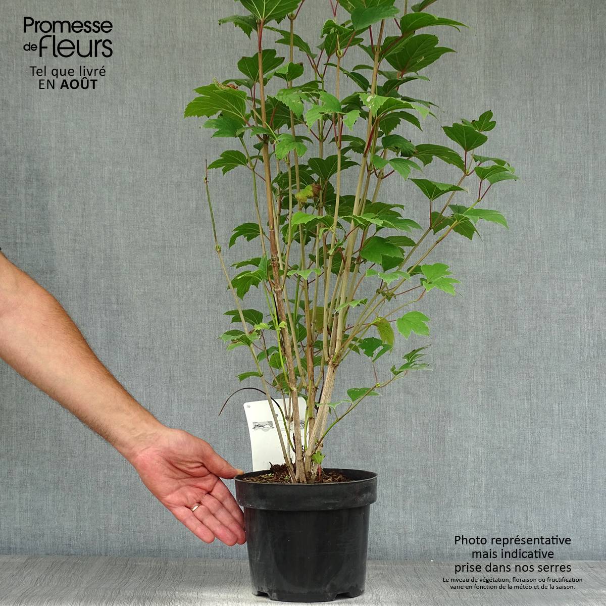 Viorne trilobée - Viburnum trilobum Bailey Compact Pot de 3L/4L - Image 2