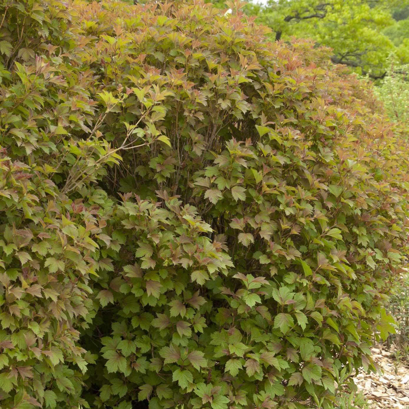 Viorne trilobée - Viburnum trilobum Bailey Compact Pot de 3L/4L - Image 1