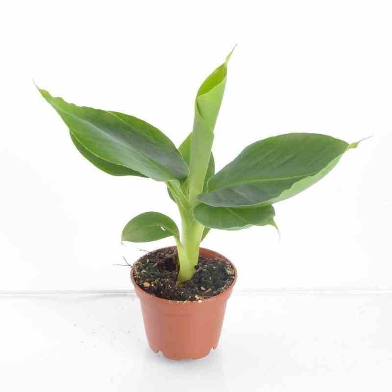 Sans Marque - Phoenix dactylifera (Véritable dattier) Taille:Pot de 65L - 180/200cm - Image 6