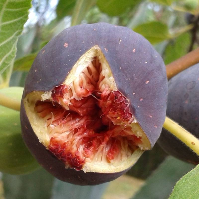 Figuier Pastillère (Rouge de Bordeaux), Ficus carica - Bon rendement - Pot de 5L - 40/80 cm - De 3,00 m à 5,00 m - Image 1