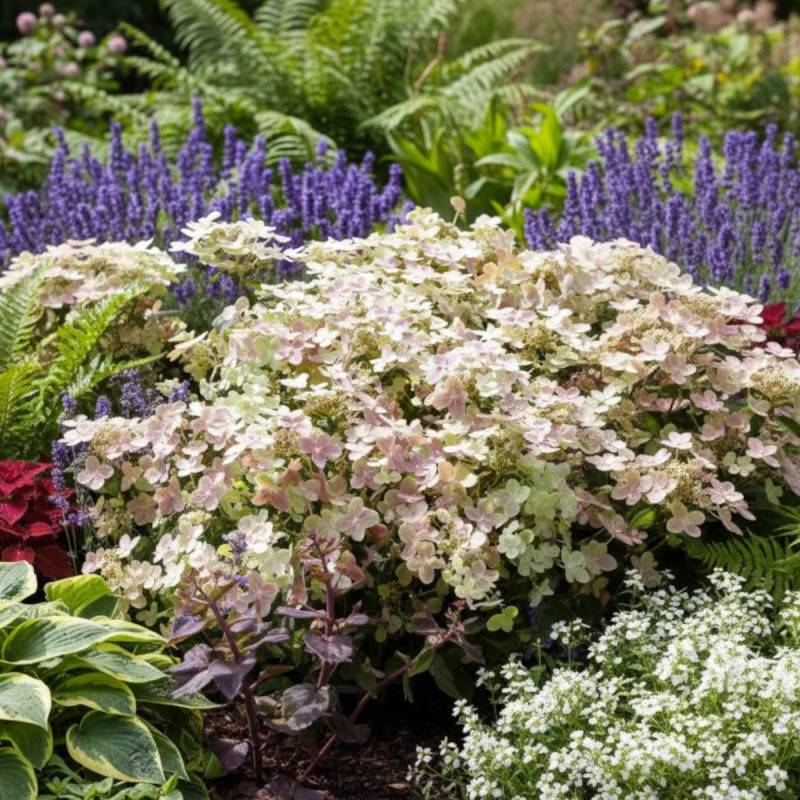 Hortensia paniculata Polestar® 'Breg14', Hydrangea paniculata à fleurs Rose - feuillage Caduc - Godet - 5/20 cm-  hauteur à maturité De 0,50 m à 1,00 - Image 10