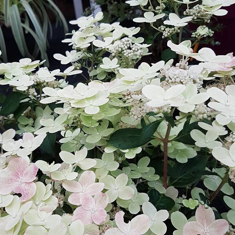 Hortensia paniculata Polestar® 'Breg14', Hydrangea paniculata à fleurs Rose - feuillage Caduc - Godet - 5/20 cm-  hauteur à maturité De 0,50 m à 1,00 - Image 5