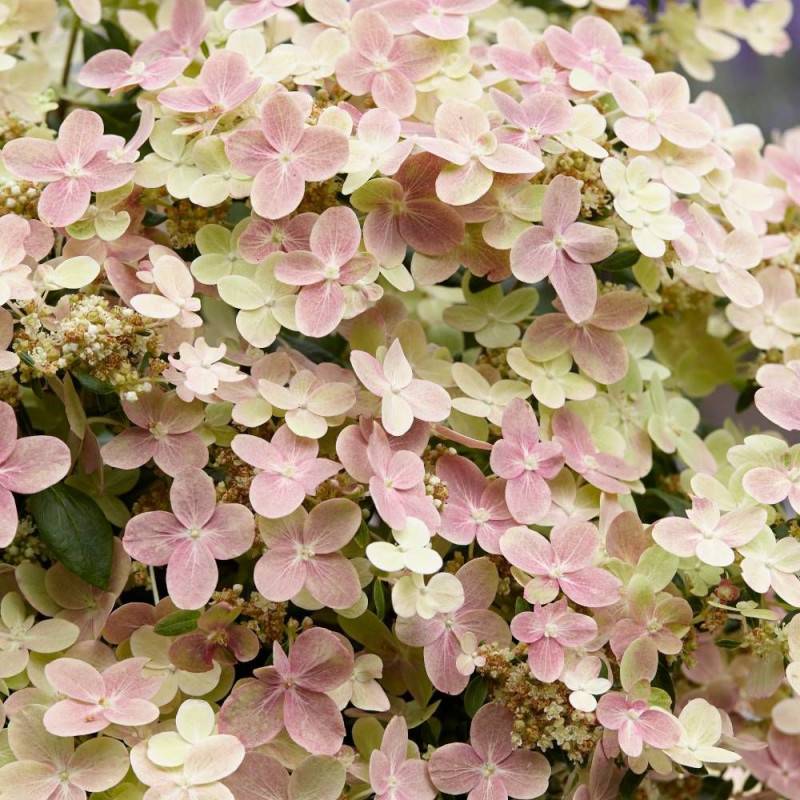 Hortensia paniculata Polestar® 'Breg14', Hydrangea paniculata à fleurs Rose - feuillage Caduc - Godet - 5/20 cm-  hauteur à maturité De 0,50 m à 1,00 - Image 4