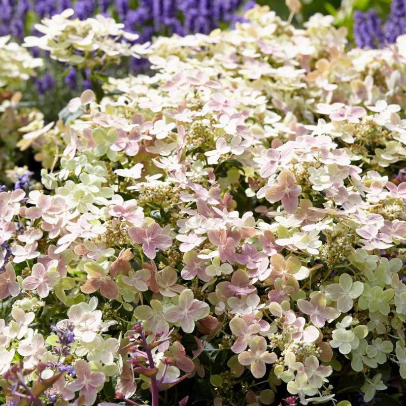 Hortensia paniculata Polestar® 'Breg14', Hydrangea paniculata à fleurs Rose - feuillage Caduc - Godet - 5/20 cm-  hauteur à maturité De 0,50 m à 1,00 - Image 2
