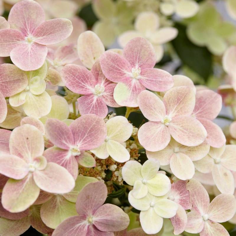 Hortensia paniculata Polestar® 'Breg14', Hydrangea paniculata à fleurs Rose - feuillage Caduc - Godet - 5/20 cm-  hauteur à maturité De 0,50 m à 1,00 - Image 3