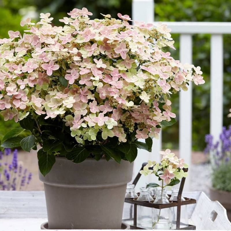 Hortensia paniculata Polestar® 'Breg14', Hydrangea paniculata à fleurs Rose - feuillage Caduc - Godet - 5/20 cm-  hauteur à maturité De 0,50 m à 1,00 - Image 1