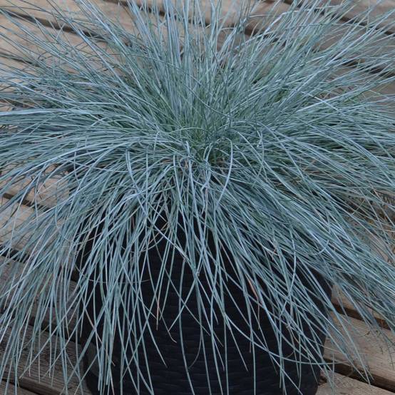 Promesse de Fleurs - Festuca Intense Blue - Fétuque bleue Godet de 8/9 cm