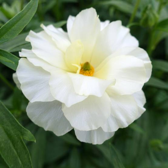 Promesse de Fleurs - Renoncule des fleuristes Butterfly Graces – Ranunculus asiaticus Bulbe calibre 8+