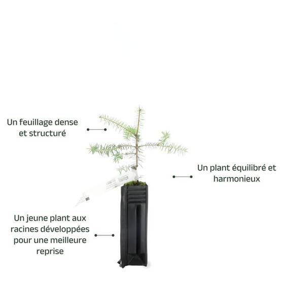 Sapin de Céphalonie (Abies cephalonica) - Godet - Taille 10/15cm - Pépinières Naudet - Image 3