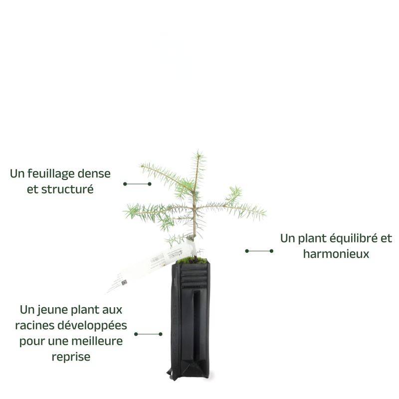 Sapin de Céphalonie (Abies cephalonica) - Godet - Taille 10/15cm - Pépinières Naudet - Image 3