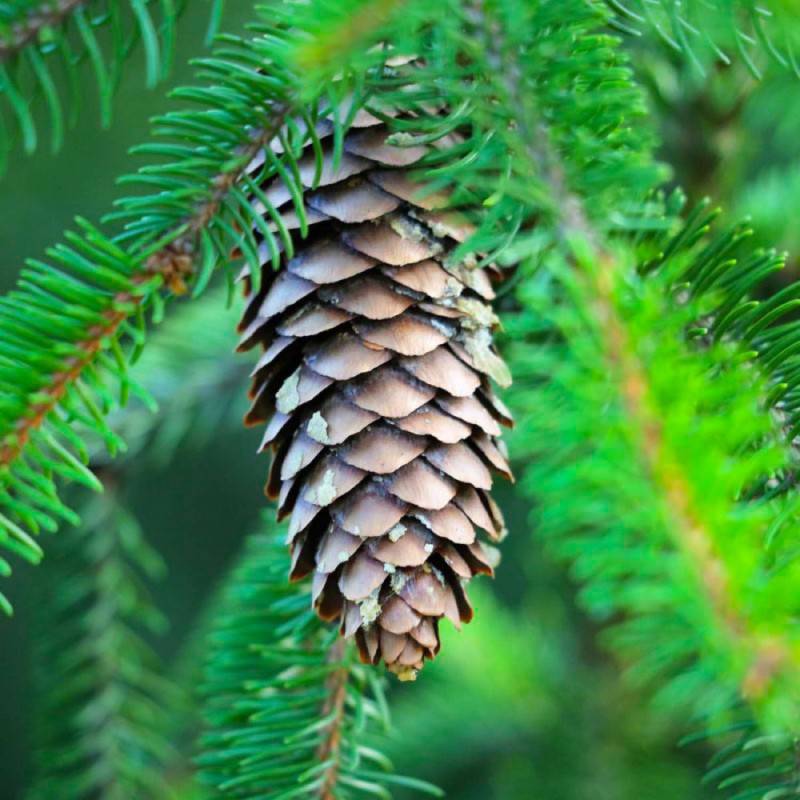 Sapin de Céphalonie (Abies cephalonica) - Godet - Taille 10/15cm - Pépinières Naudet - Image 1