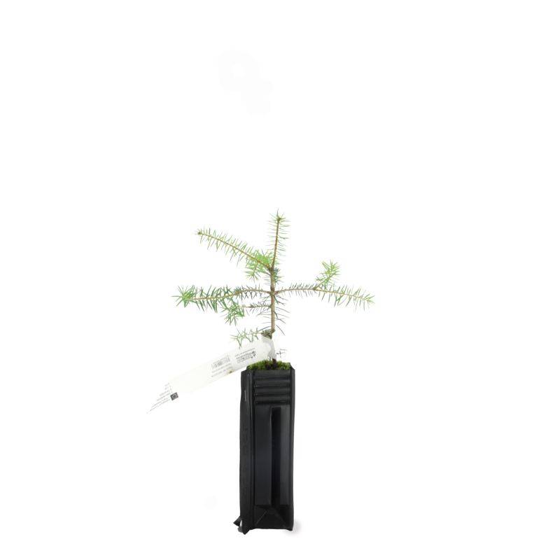 Sapin de Céphalonie (Abies cephalonica) - Godet - Taille 10/15cm - Pépinières Naudet - Image 2