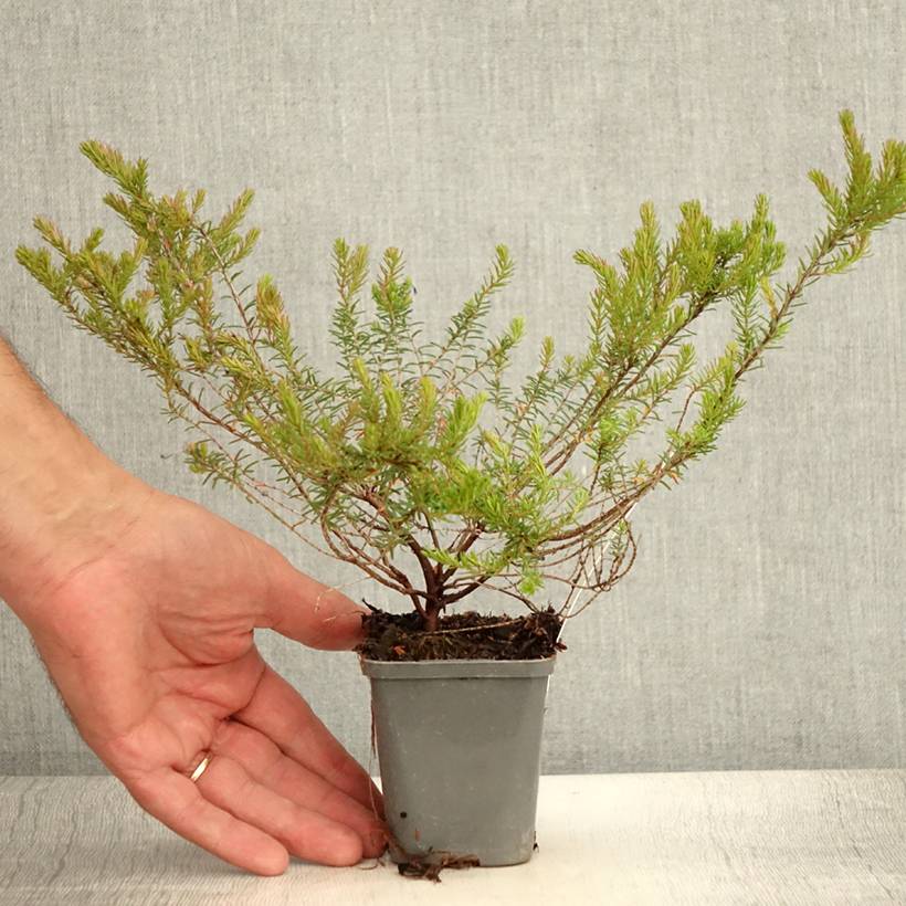 Bruyère d'hiver - Erica darleyensis Ghost Hills Godet de 8/9 cm - Image 2