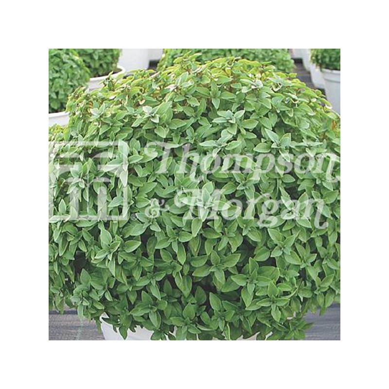 Promesse de Fleurs - Basilic Aristotle le sachet de 50 graines environ