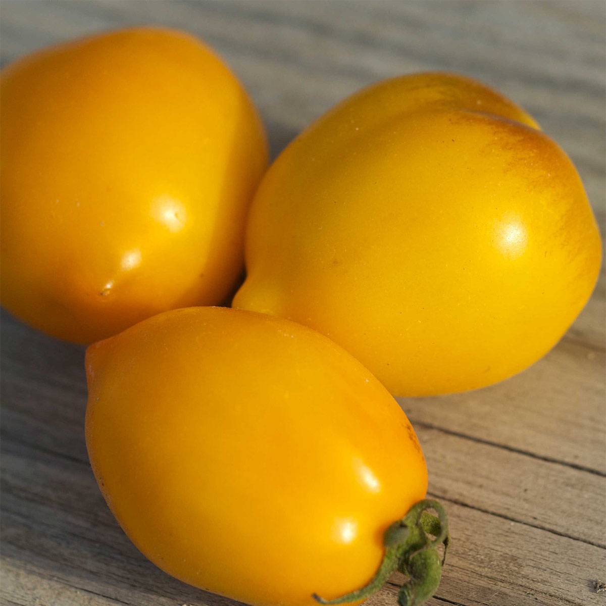 Tomate Lemon Tree Bio - Tomate citron - Ferme de Sainte Marthe le sachet de 50 graines environ