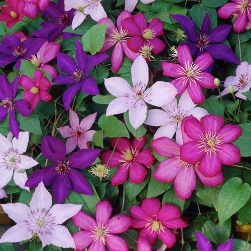 Gardenersdream - Clématites 'Tricolores' 3 plantes 3 couleurs mélange plantes à fleurs pour décor jardin - GardenersDream - Image 1