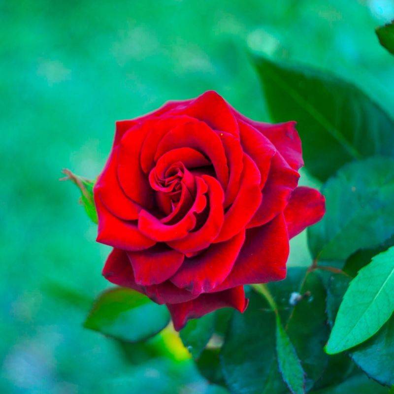 Rosier 'Edith Piaf' - Conteneur 3L - Pépinières Naudet