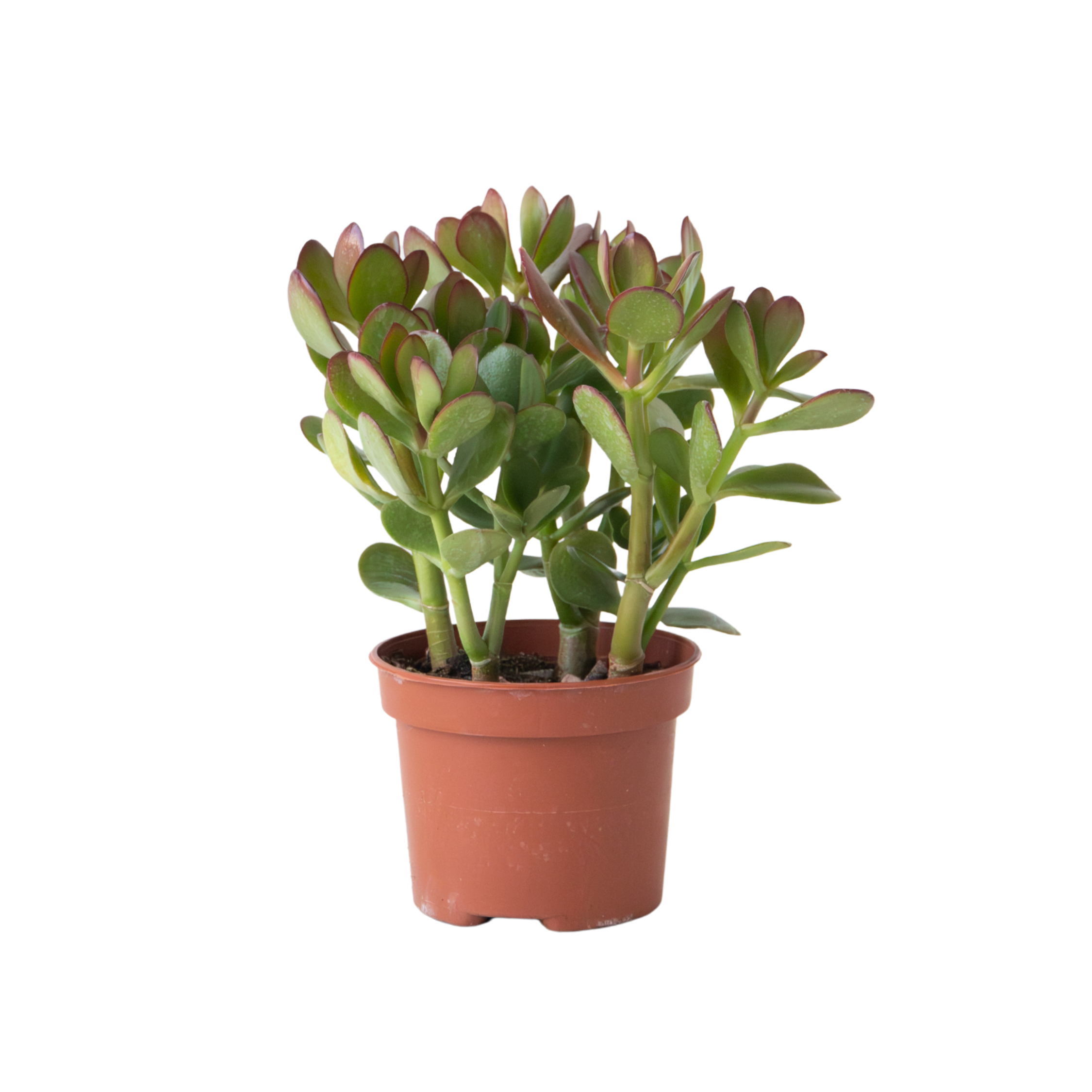 Plant In A Box - Arbre à jade - Crassula ovata - Hauteur 15-25cm - Pot 12cm - Image 1