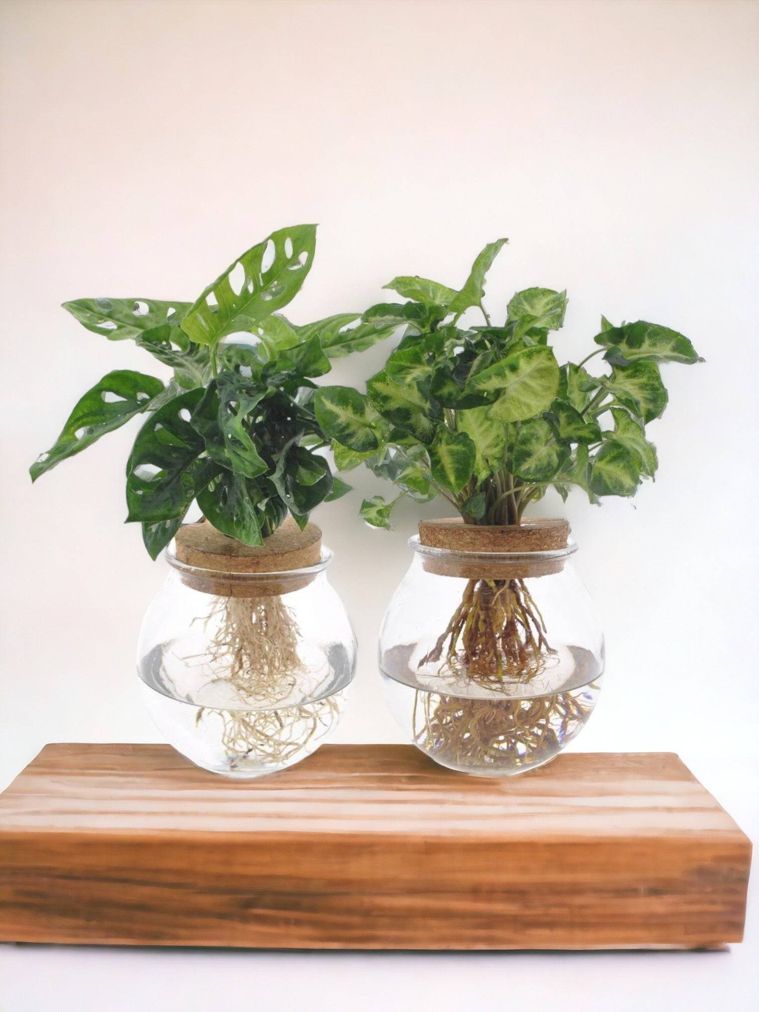 Duo Hydroculture Monstera/syngonium - D12 H30cm - Image 2