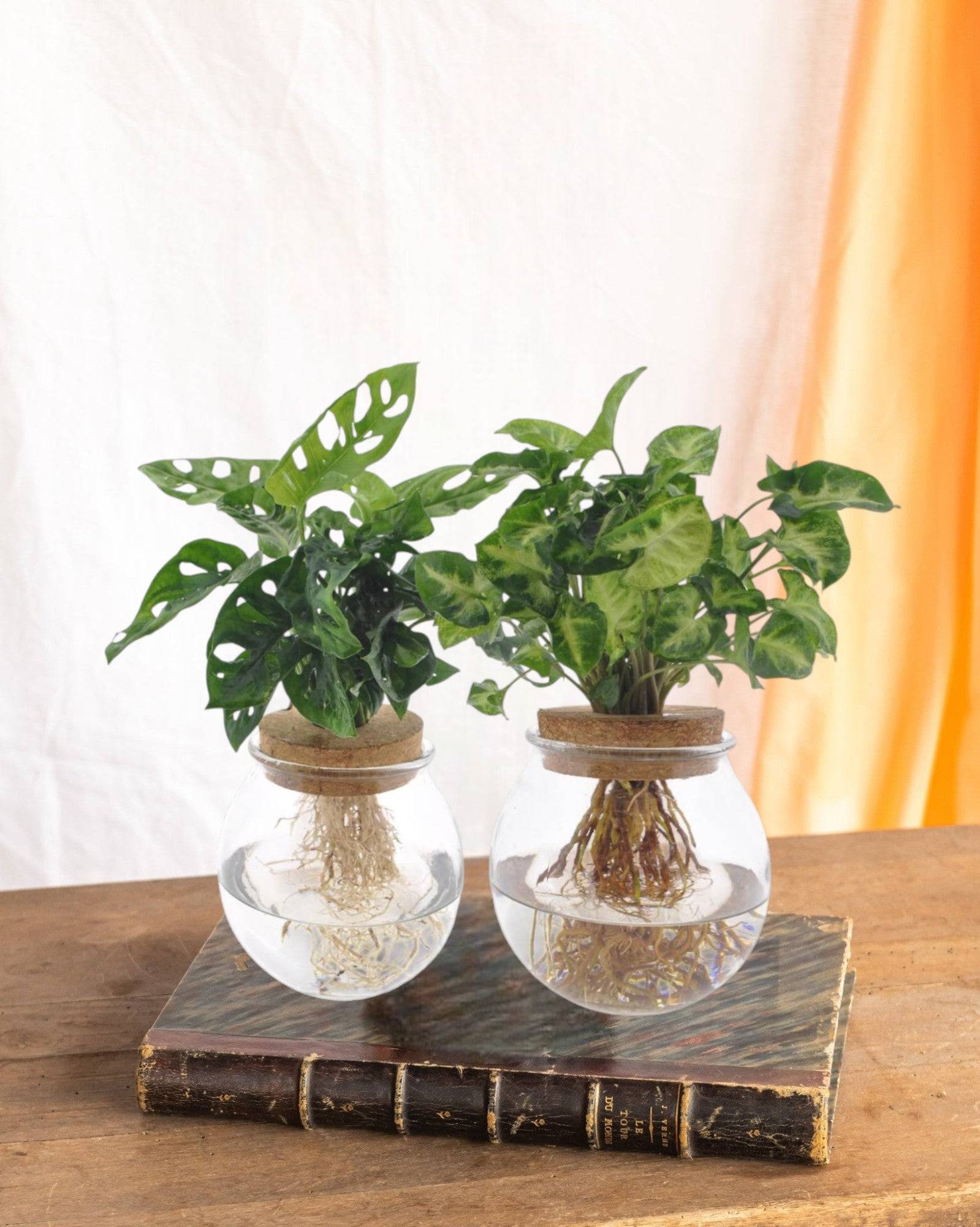 Duo Hydroculture Monstera/syngonium - D12 H30cm - Image 1