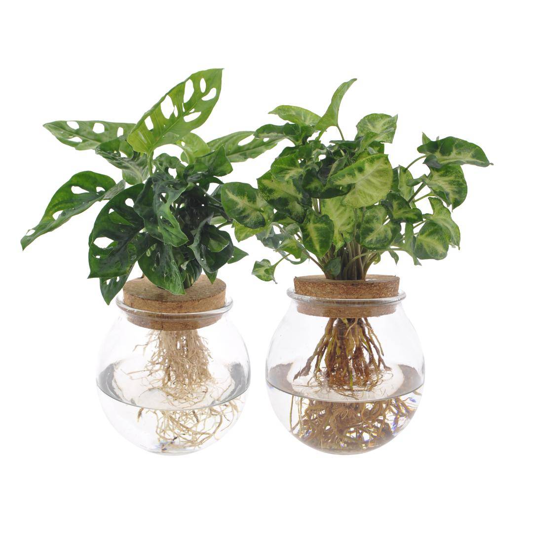 Duo Hydroculture Monstera/syngonium - D12 H30cm - Image 3