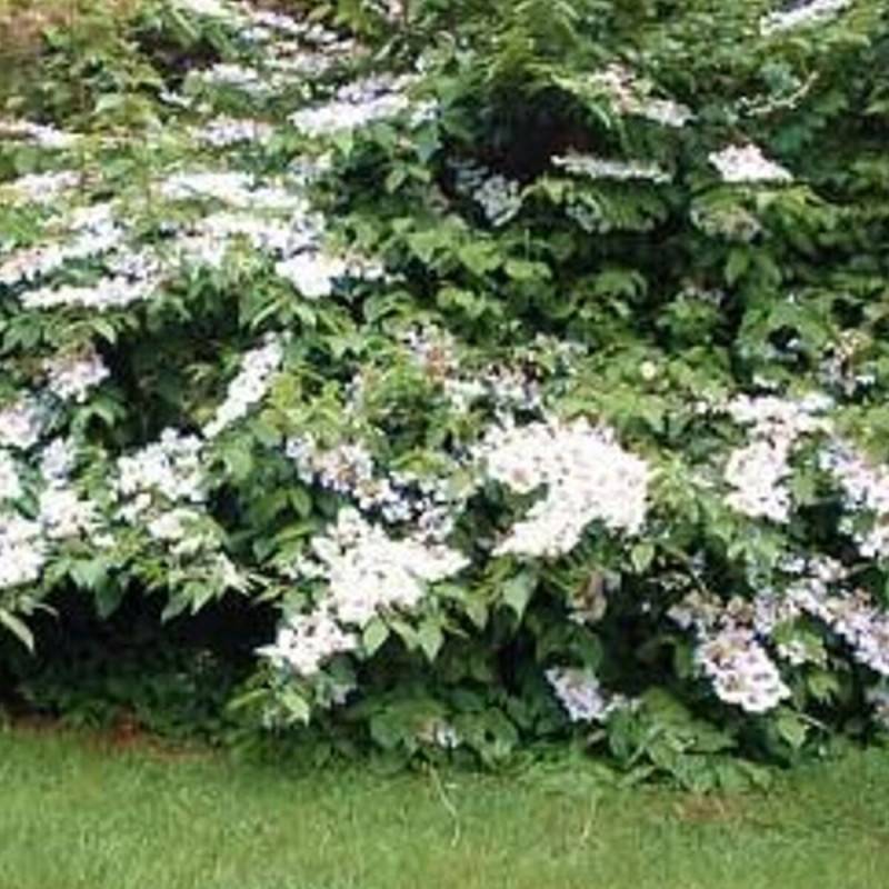 Viorne de Chine Lanarth, Viburnum à fleurs Blanche - feuillage Caduc - Pot de 3L - 40/60 cm- hauteur à maturité De 2,50 m à 3,00 m - Image 2