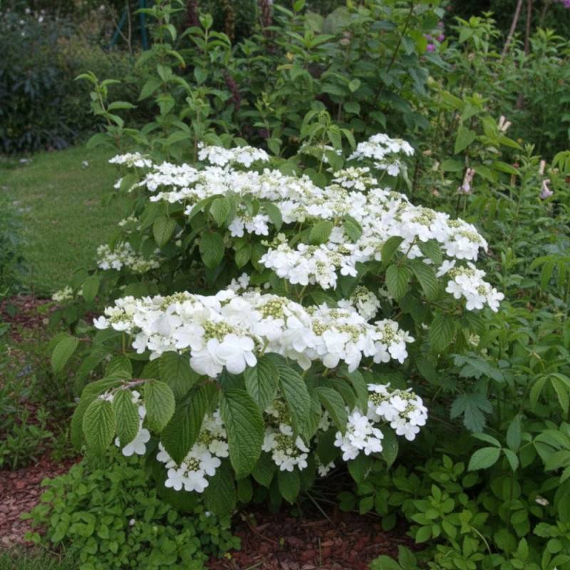 Viorne de Chine Lanarth, Viburnum à fleurs Blanche - feuillage Caduc - Pot de 3L - 40/60 cm- hauteur à maturité De 2,50 m à 3,00 m - Image 4