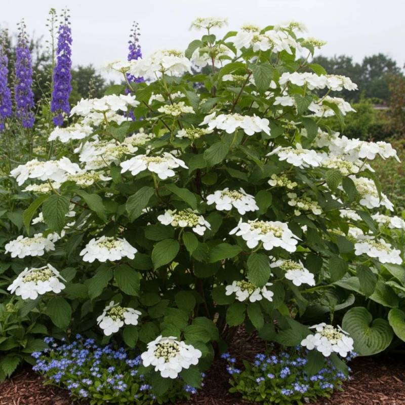 Viorne de Chine Lanarth, Viburnum à fleurs Blanche - feuillage Caduc - Pot de 3L - 40/60 cm-  hauteur à maturité De 2,50 m à 3,00 m - Image 5