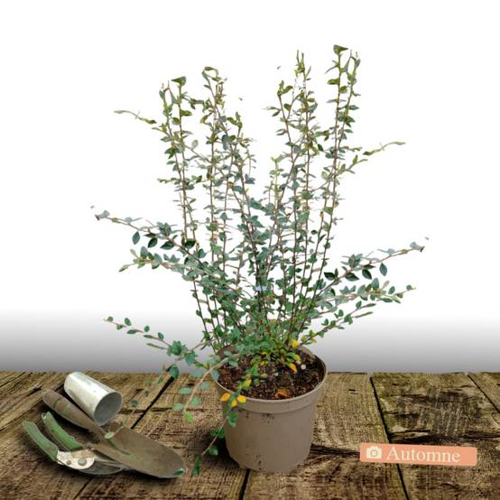 Cotoneaster de Franchet, Cotonéaster à fleurs Blanche - feuillage Semi-Persistant - Pot de 4L - 40/60 cm- hauteur à maturité De 3,00 m à 5,00 m - Image 10