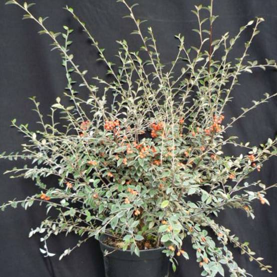 Cotoneaster de Franchet, Cotonéaster à fleurs Blanche - feuillage Semi-Persistant - Pot de 4L - 40/60 cm- hauteur à maturité De 3,00 m à 5,00 m - Image 9