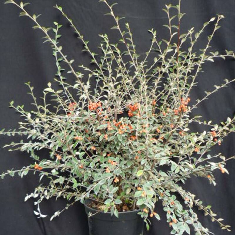 Cotoneaster de Franchet, Cotonéaster à fleurs Blanche - feuillage Semi-Persistant - Pot de 4L - 40/60 cm-  hauteur à maturité De 3,00 m à 5,00 m - Image 9