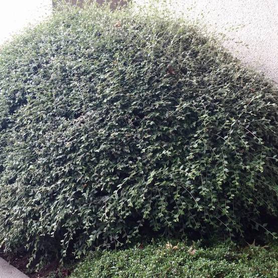 Cotoneaster de Franchet, Cotonéaster à fleurs Blanche - feuillage Semi-Persistant - Pot de 4L - 40/60 cm- hauteur à maturité De 3,00 m à 5,00 m - Image 2