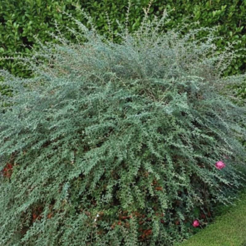 Cotoneaster de Franchet, Cotonéaster à fleurs Blanche - feuillage Semi-Persistant - Pot de 4L - 40/60 cm-  hauteur à maturité De 3,00 m à 5,00 m - Image 6