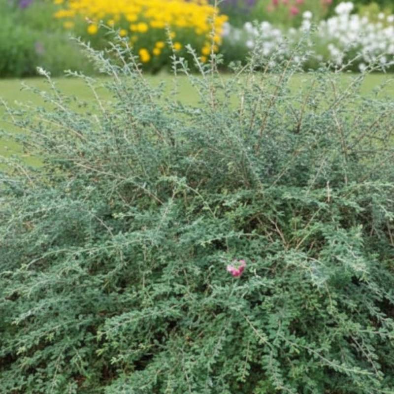 Cotoneaster de Franchet, Cotonéaster à fleurs Blanche - feuillage Semi-Persistant - Pot de 4L - 40/60 cm-  hauteur à maturité De 3,00 m à 5,00 m - Image 5
