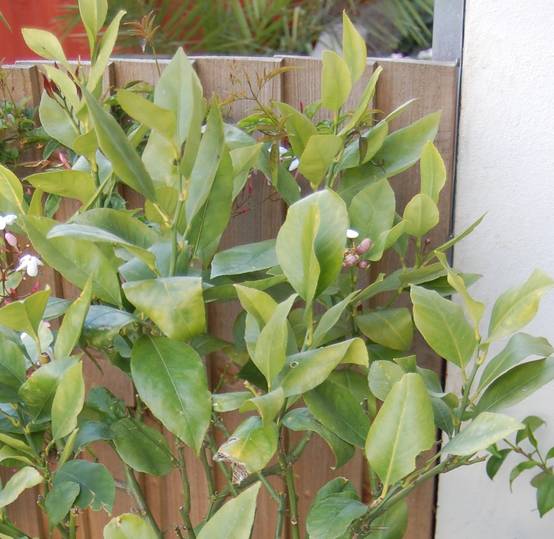 0 - Citrus x sinensis 'Arcobal' ( l'orange Tigre) Pot de 4 litres - 30/50 cm - Image 3