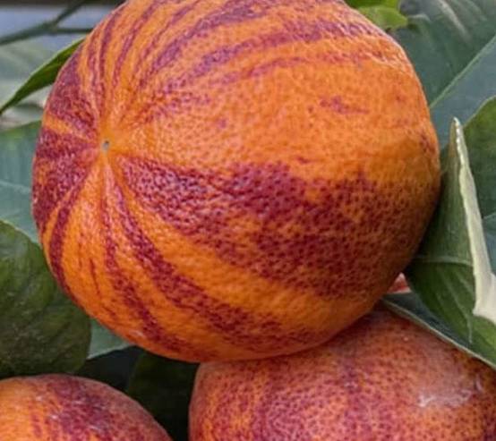 0 - Citrus x sinensis 'Arcobal' ( l'orange Tigre) Pot de 4 litres - 30/50 cm - Image 2