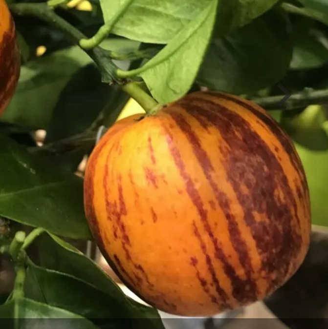 0 - Citrus x sinensis 'Arcobal' ( l'orange Tigre) Pot de 4 litres - 30/50 cm - Image 1