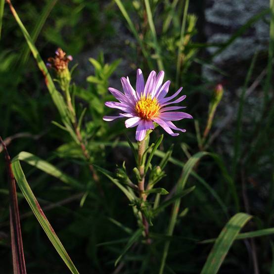 Promesse de Fleurs - Aster à feuilles de lin - Aster linariifolius Godet de 8/9 cm