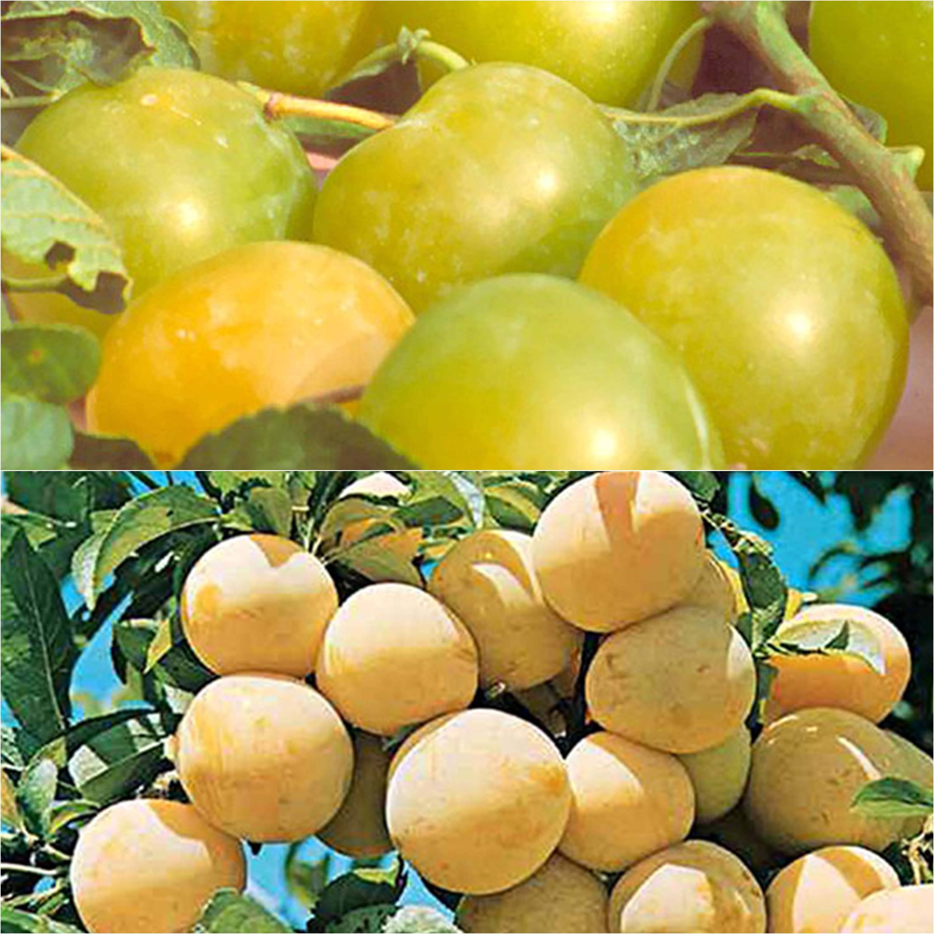 Duo pollinisateur reines claudes colorées en gobelet - Collection de 2 plantes