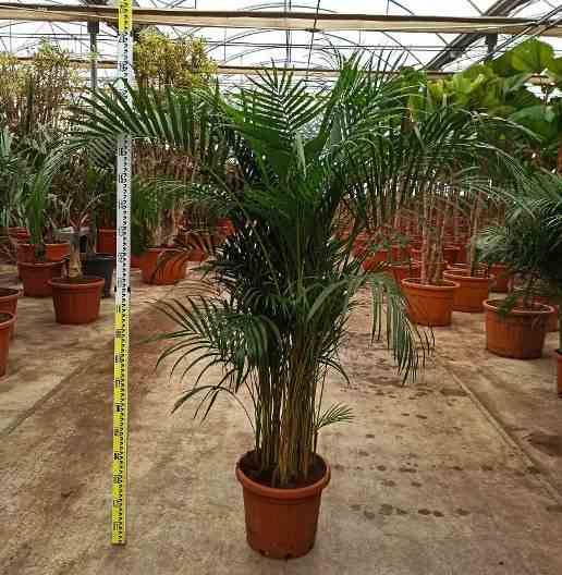 Sans Marque - Dypsis lutescens (Palmier multipliant) Taille:Pot de 3 litres ? 60/80 cm - Image 3