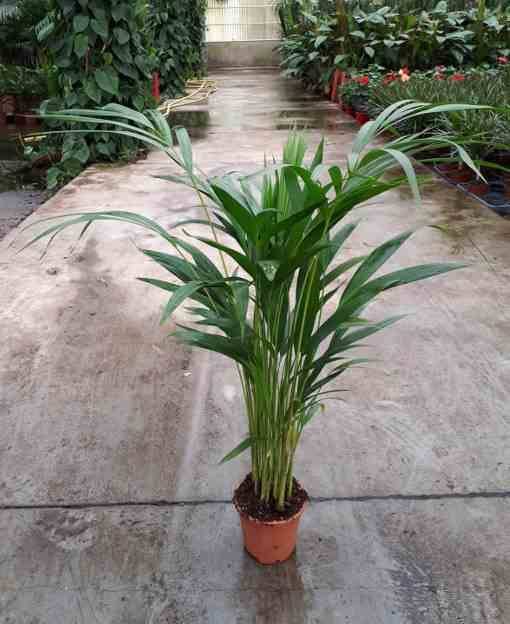 Sans Marque - Dypsis lutescens (Palmier multipliant) Taille:Pot de 3 litres ? 60/80 cm - Image 5