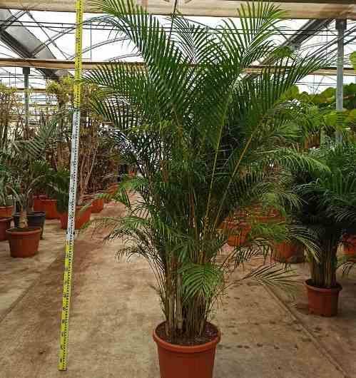 Sans Marque - Dypsis lutescens (Palmier multipliant) Taille:Pot de 3 litres ? 60/80 cm - Image 2