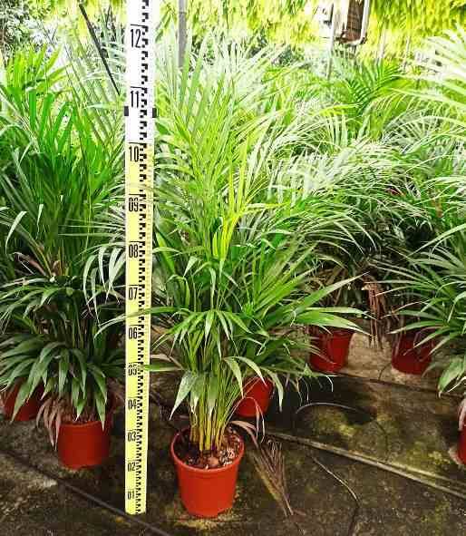 Sans Marque - Dypsis lutescens (Palmier multipliant) Taille:Pot de 3 litres ? 60/80 cm - Image 4