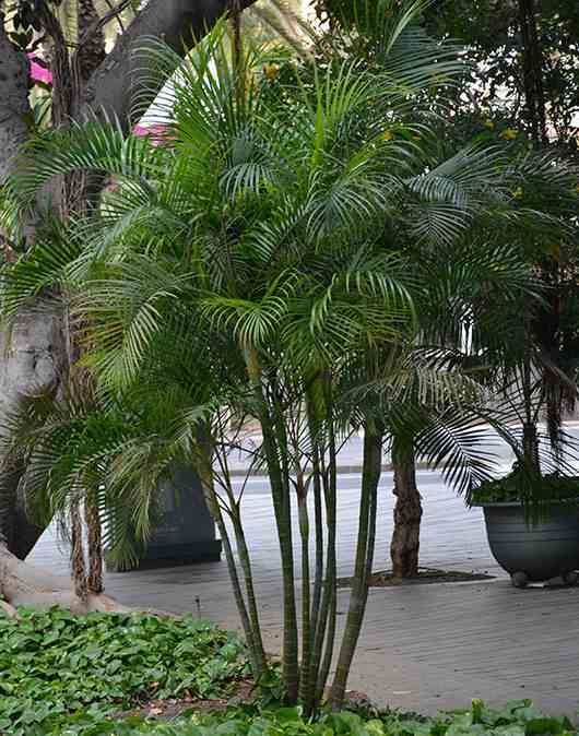 Sans Marque - Dypsis lutescens (Palmier multipliant) Taille:Pot de 3 litres ? 60/80 cm - Image 1